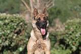 MALINOIS 472